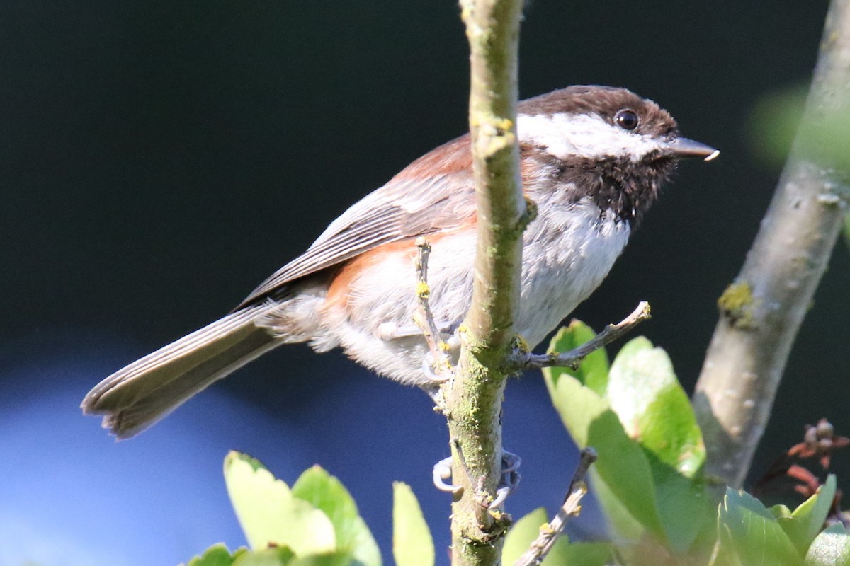 Chestnut-backed Chickadee - ML621097536