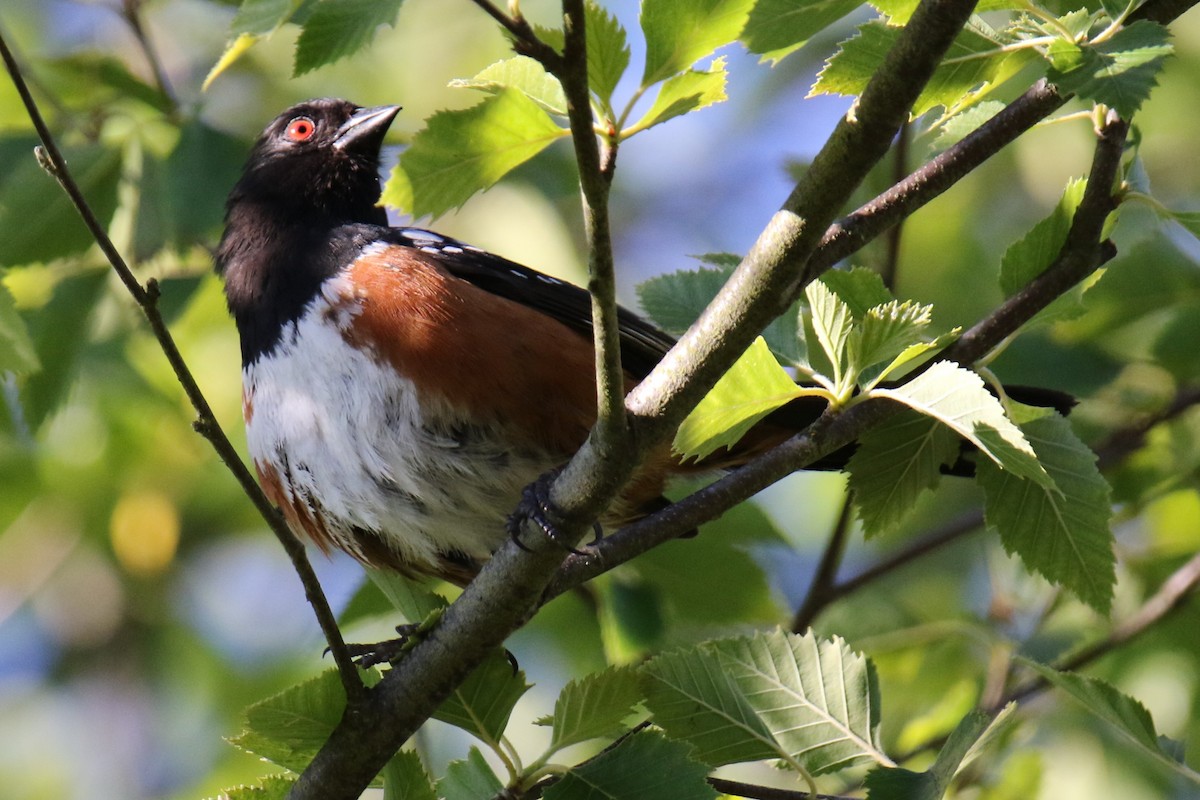 Spotted Towhee - ML621097557
