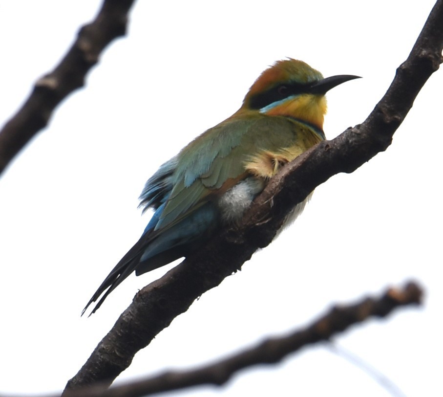Rainbow Bee-eater - ML621097564