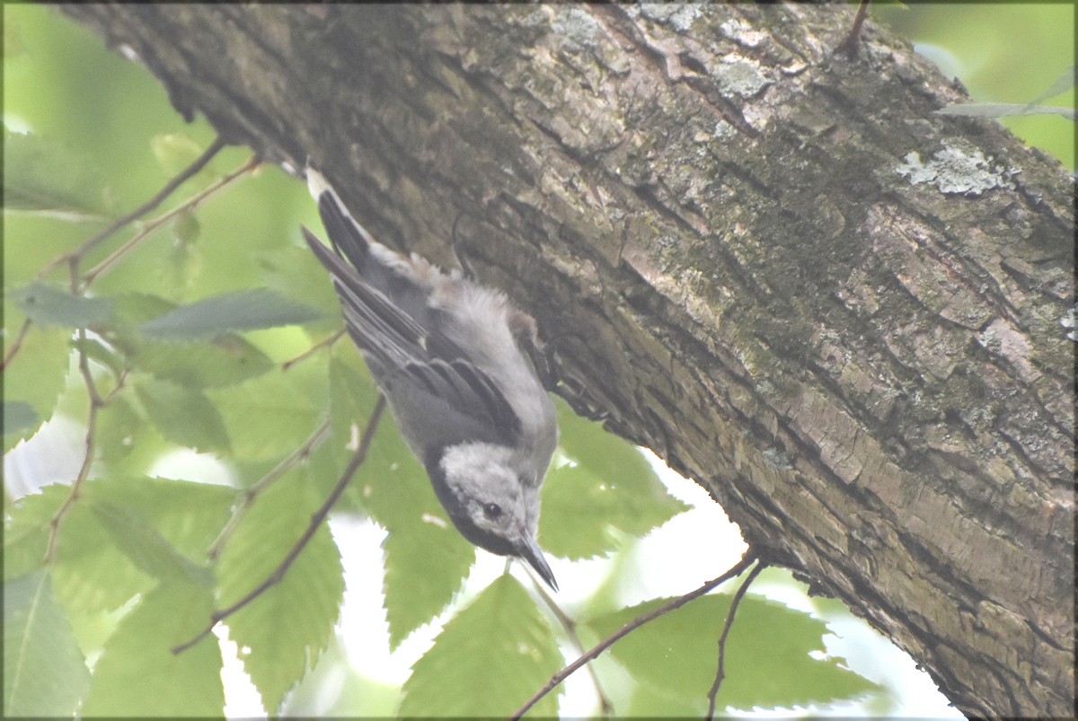 White-breasted Nuthatch - ML621097584