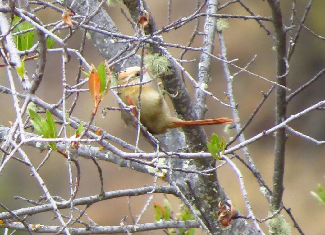 Creamy-crested Spinetail - ML621097601