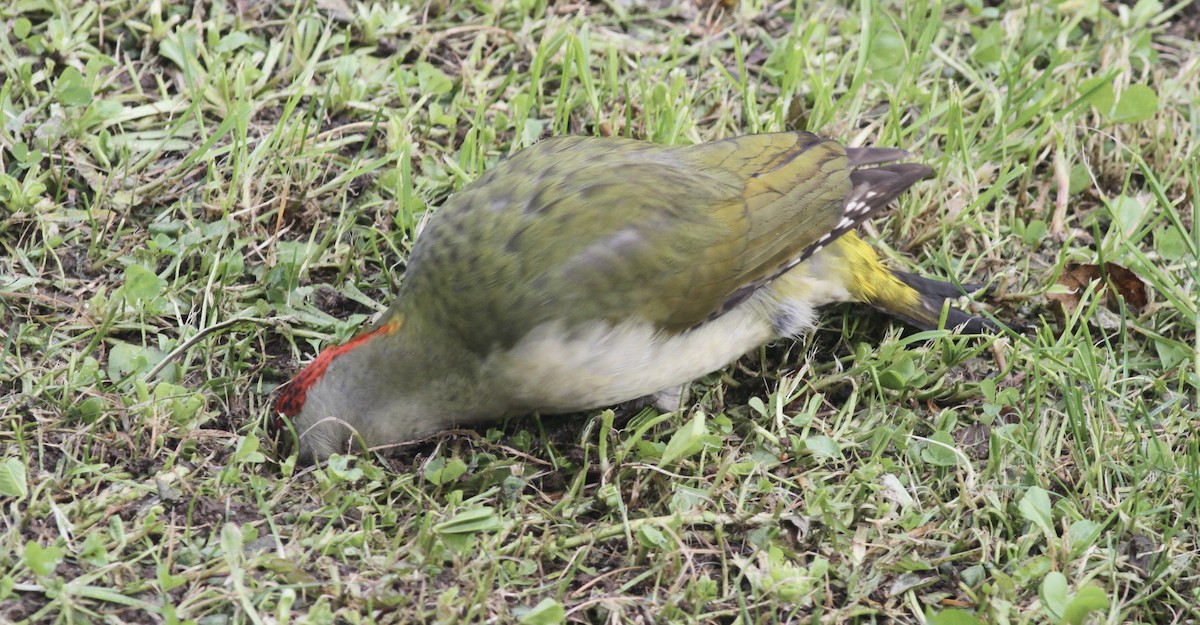 Iberian Green Woodpecker - ML621097620