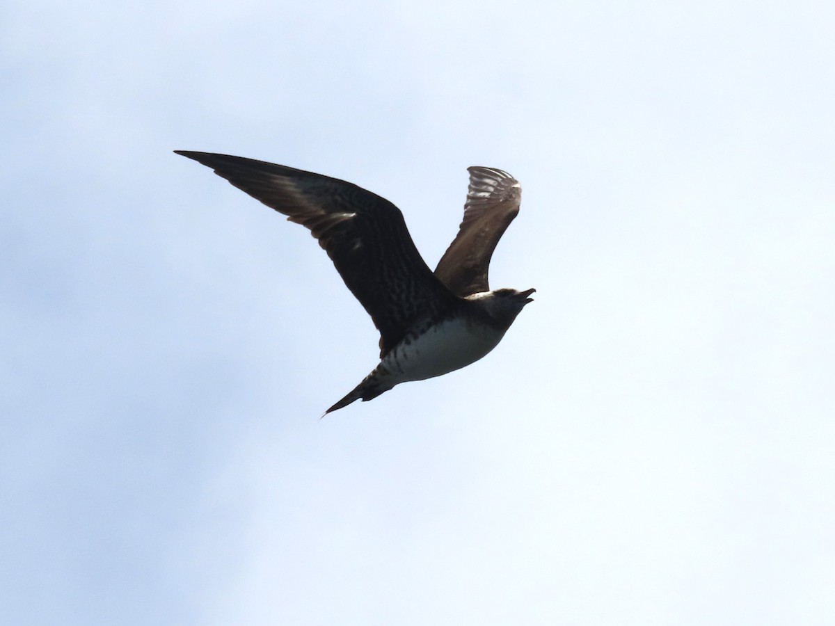 Long-tailed Jaeger - ML621097652