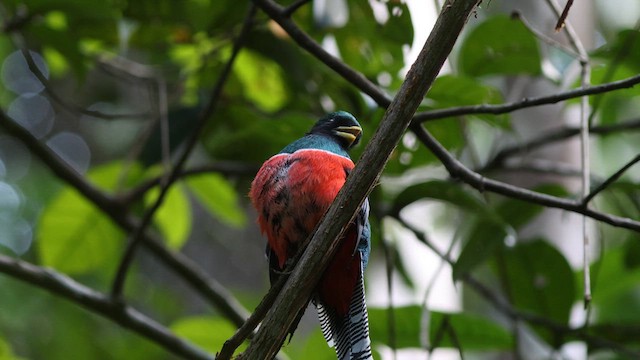 Collared Trogon - ML621097663