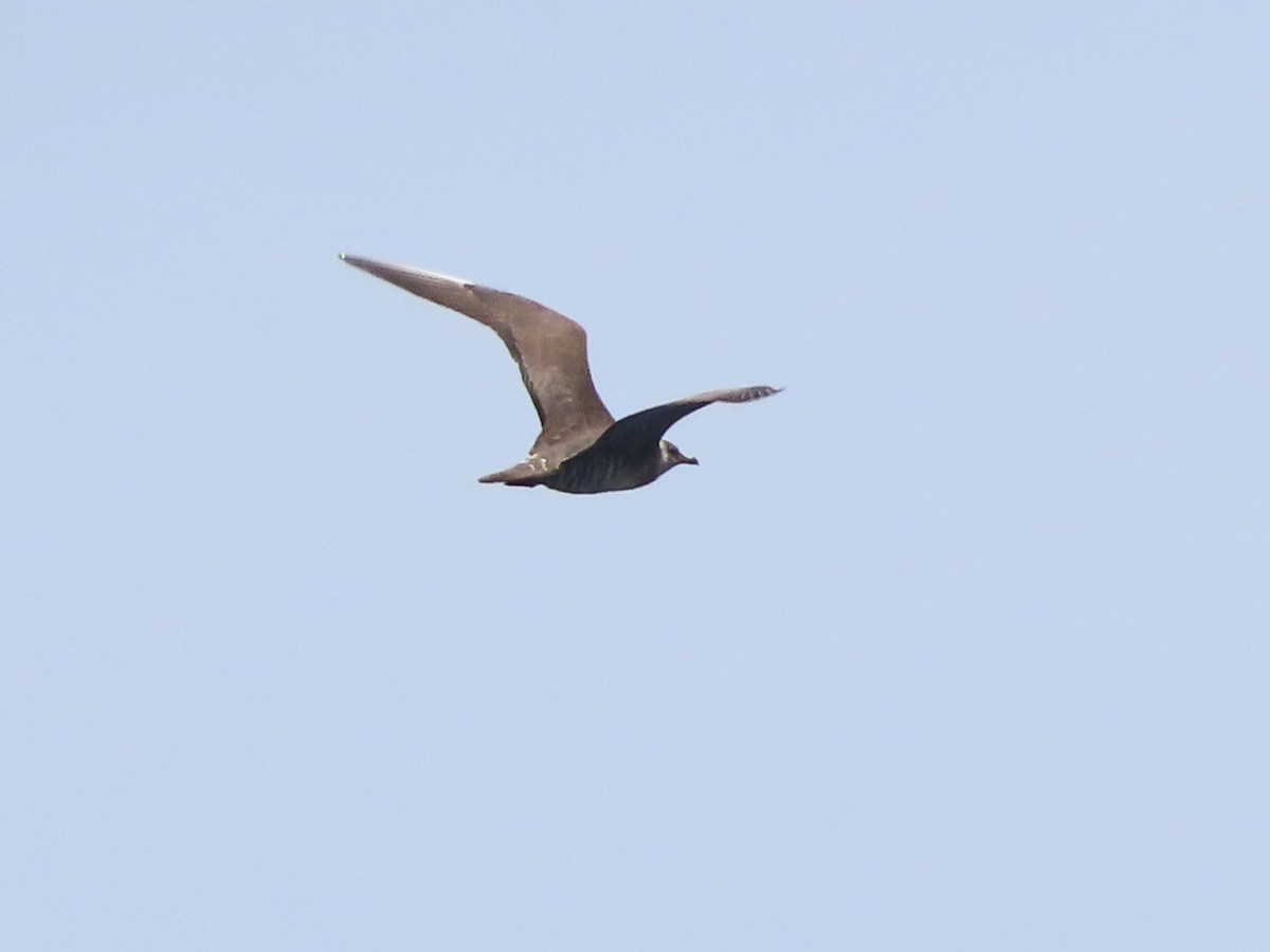 Long-tailed Jaeger - ML621097669