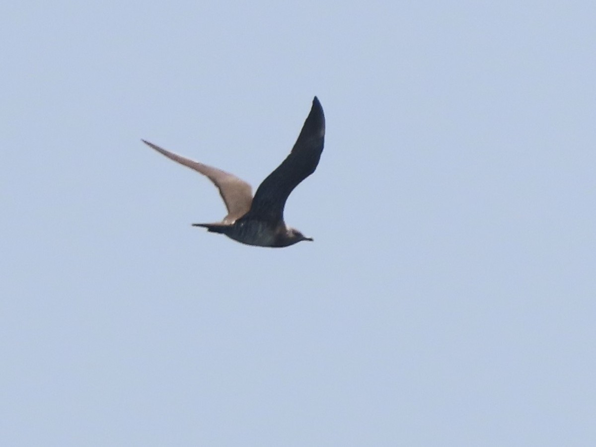 Long-tailed Jaeger - ML621097670