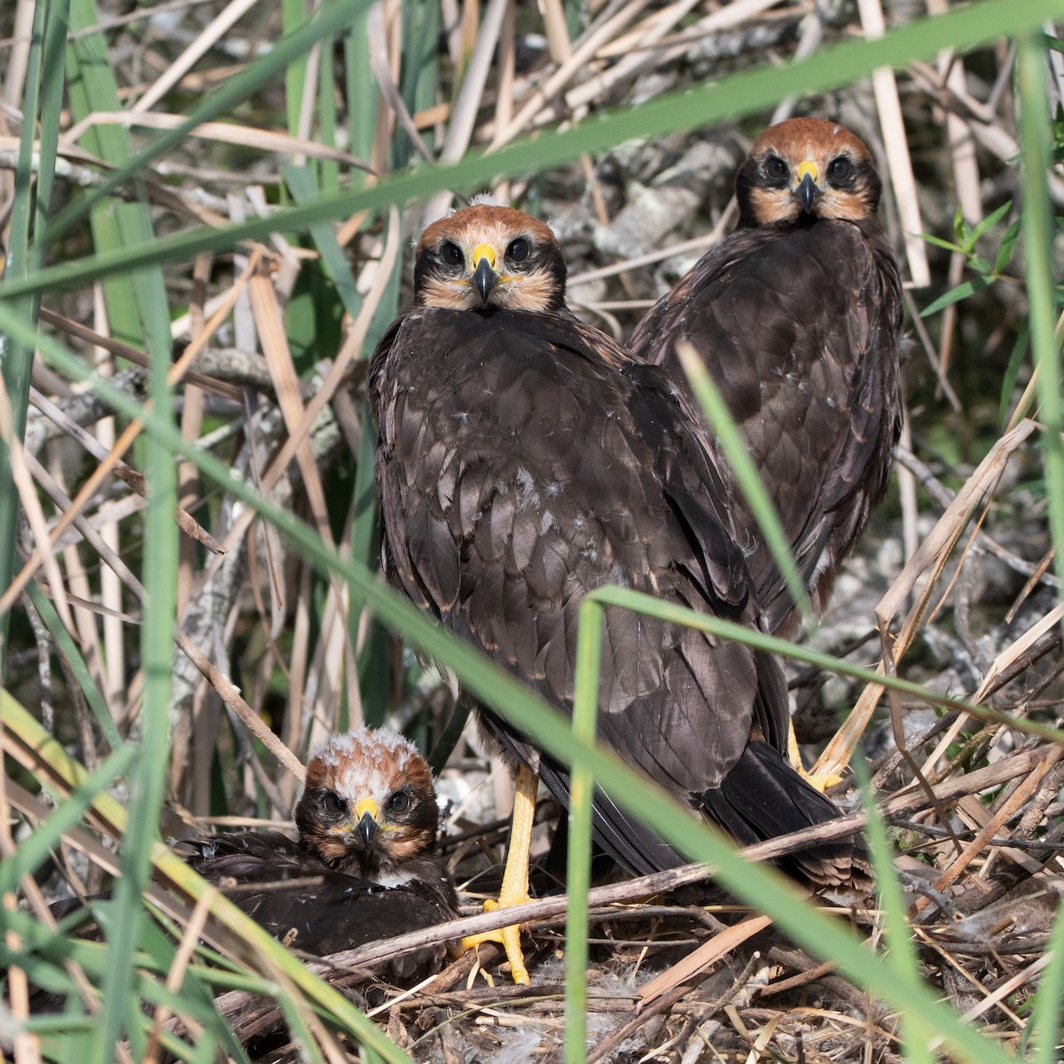 Western Marsh Harrier - ML621097680