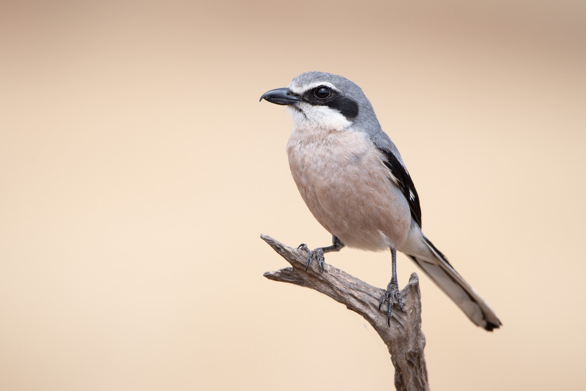 Iberian Gray Shrike - ML621097690