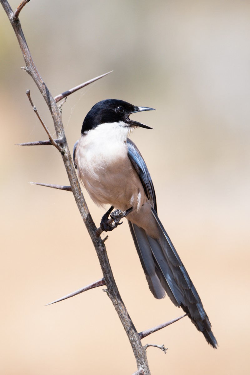 Iberian Magpie - Jorge Crespo Pérez