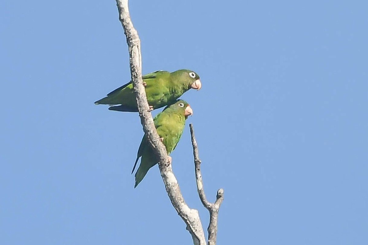 Golden-winged Parakeet - ML621097722