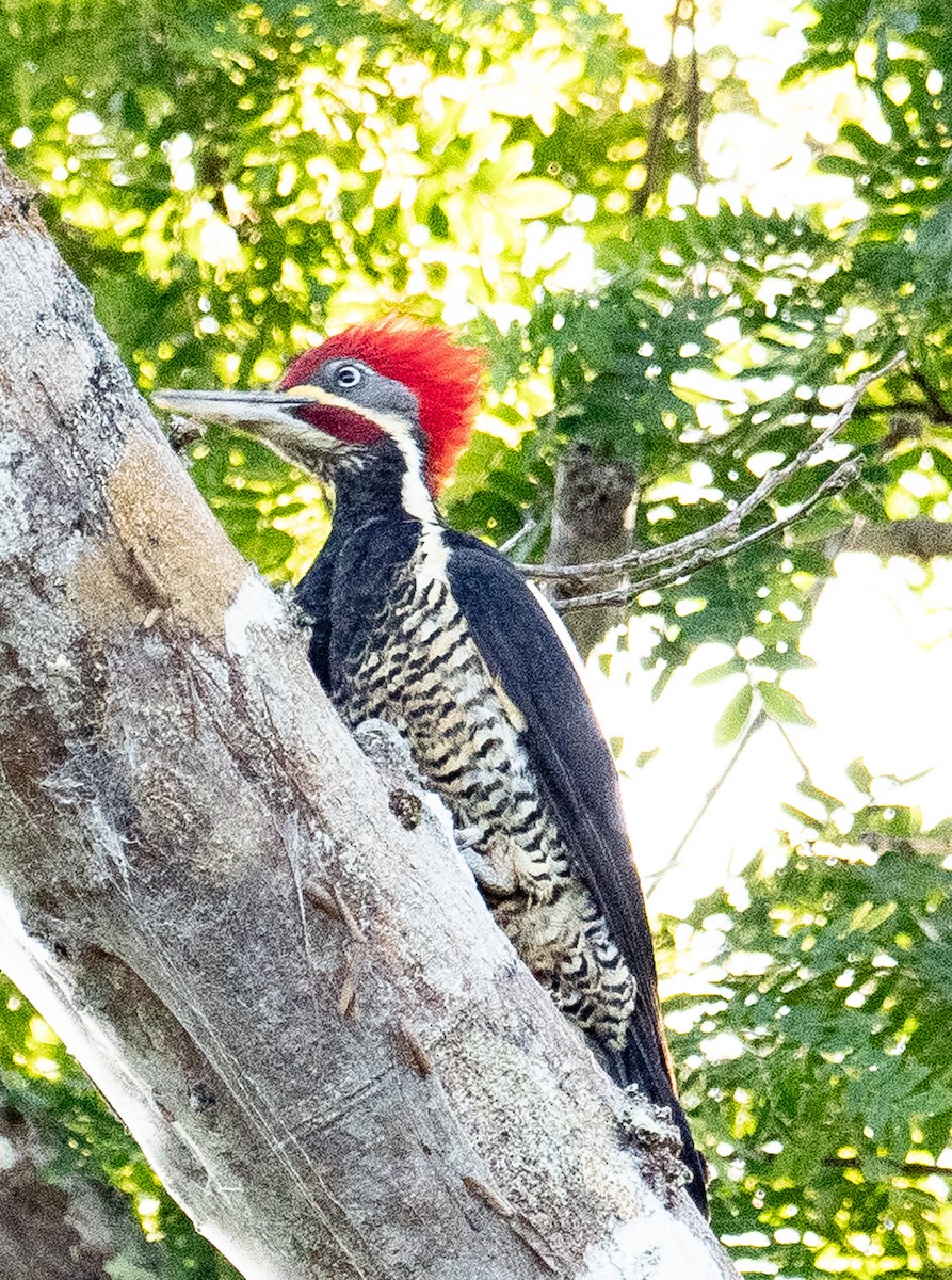 Lineated Woodpecker - ML621097727