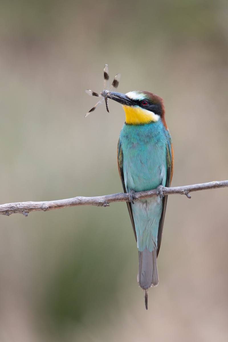 European Bee-eater - ML621097752