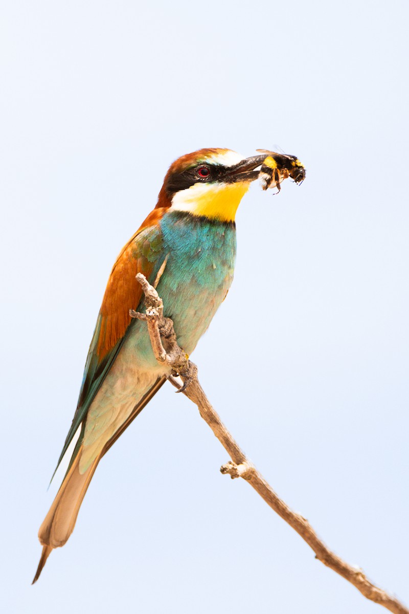 European Bee-eater - ML621097753