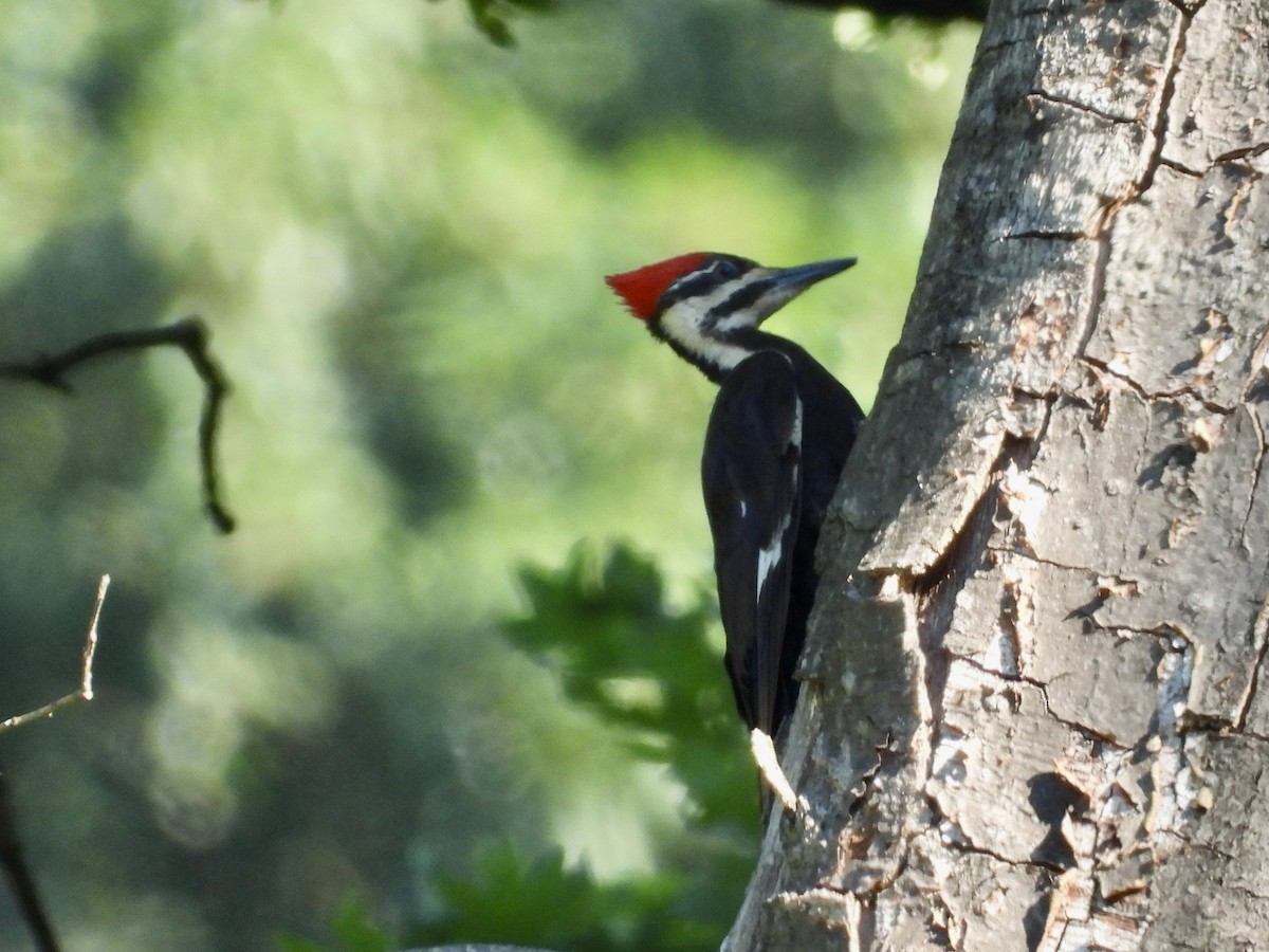 Pileated Woodpecker - ML621097760