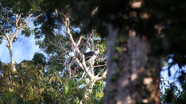 Harpy Eagle - ML621097763