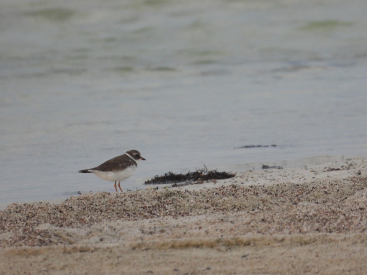 Semipalmated Plover - ML621097770