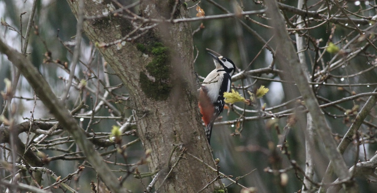 Great Spotted Woodpecker - ML621097777