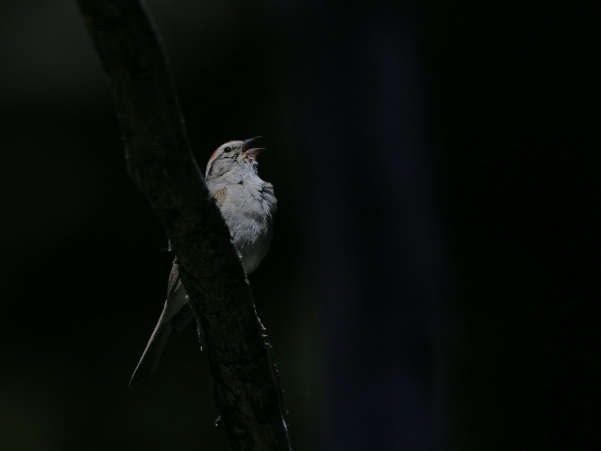 Chipping Sparrow - ML621097787