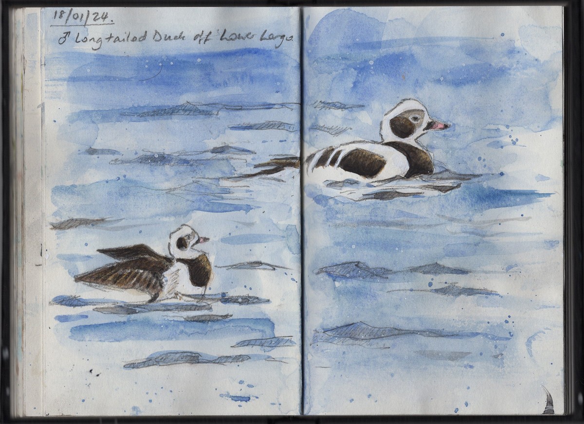 Long-tailed Duck - ML621097789