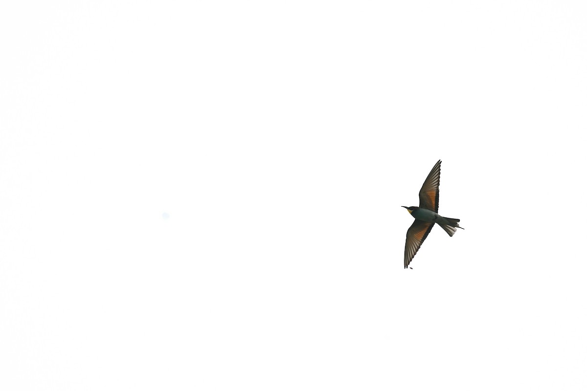 European Bee-eater - ML621097797