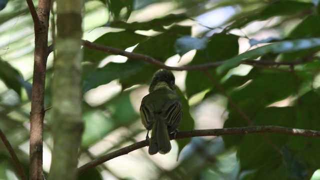 Eastern Olivaceous Flatbill - ML621097810