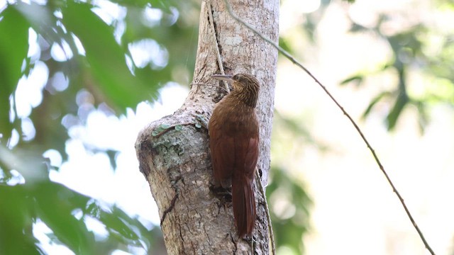 Buff-throated Woodcreeper - ML621097813