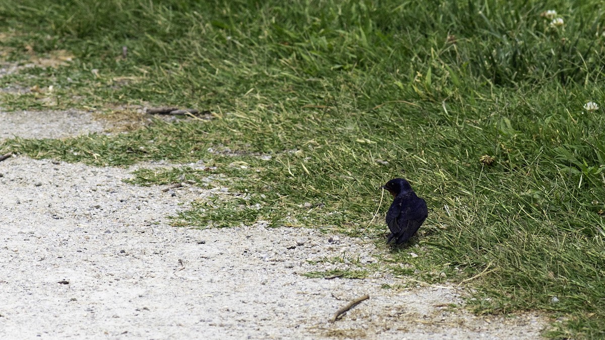 Barn Swallow - ML621097837