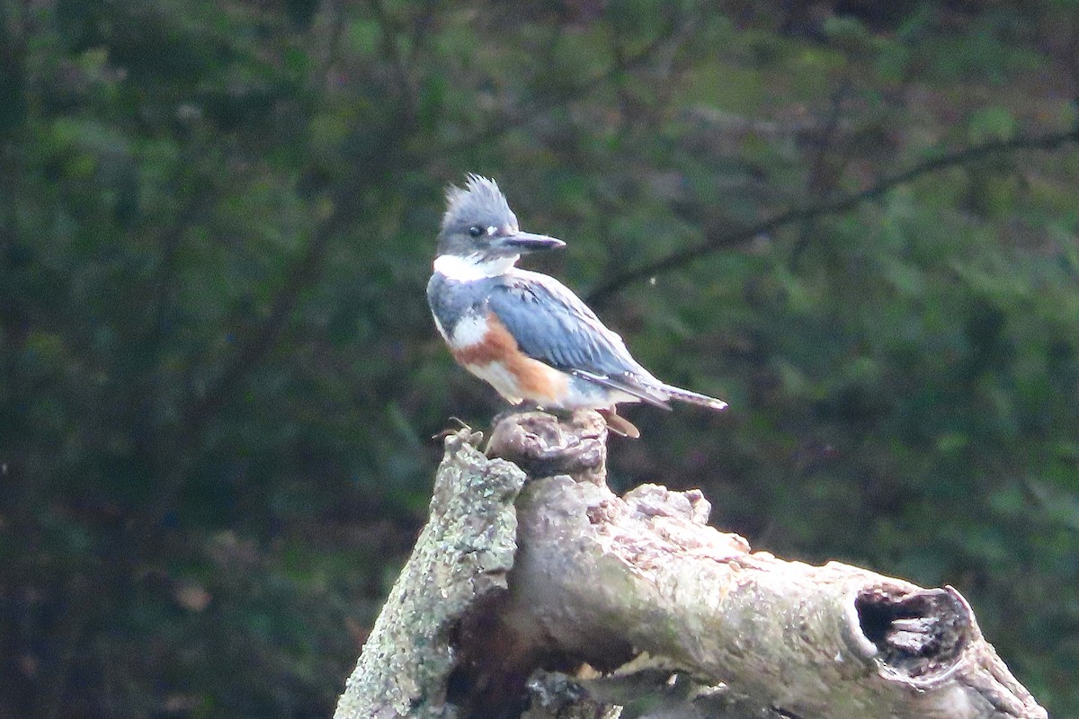 Belted Kingfisher - ML621097845