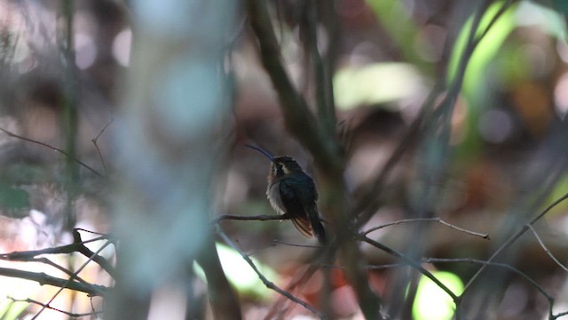 Карликовый колибри-отшельник - ML621097853