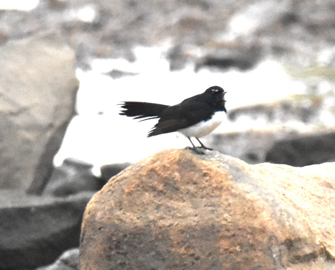 Willie-wagtail - ML621097872