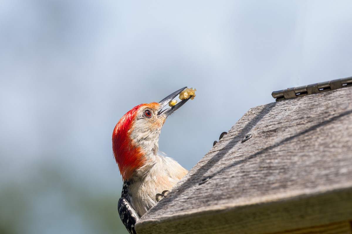 Red-bellied Woodpecker - ML621097896