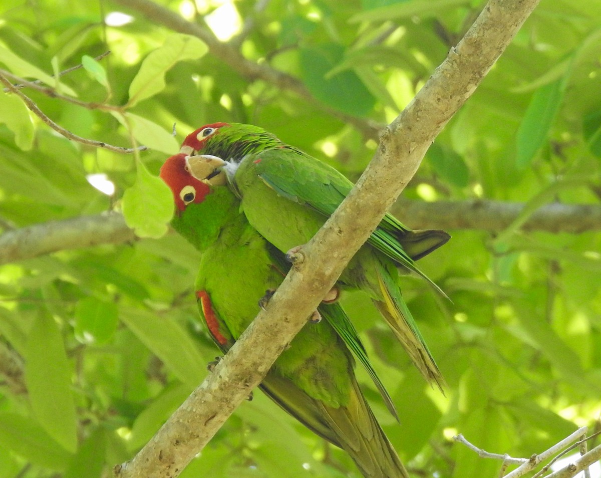 Red-masked Parakeet - ML621097909