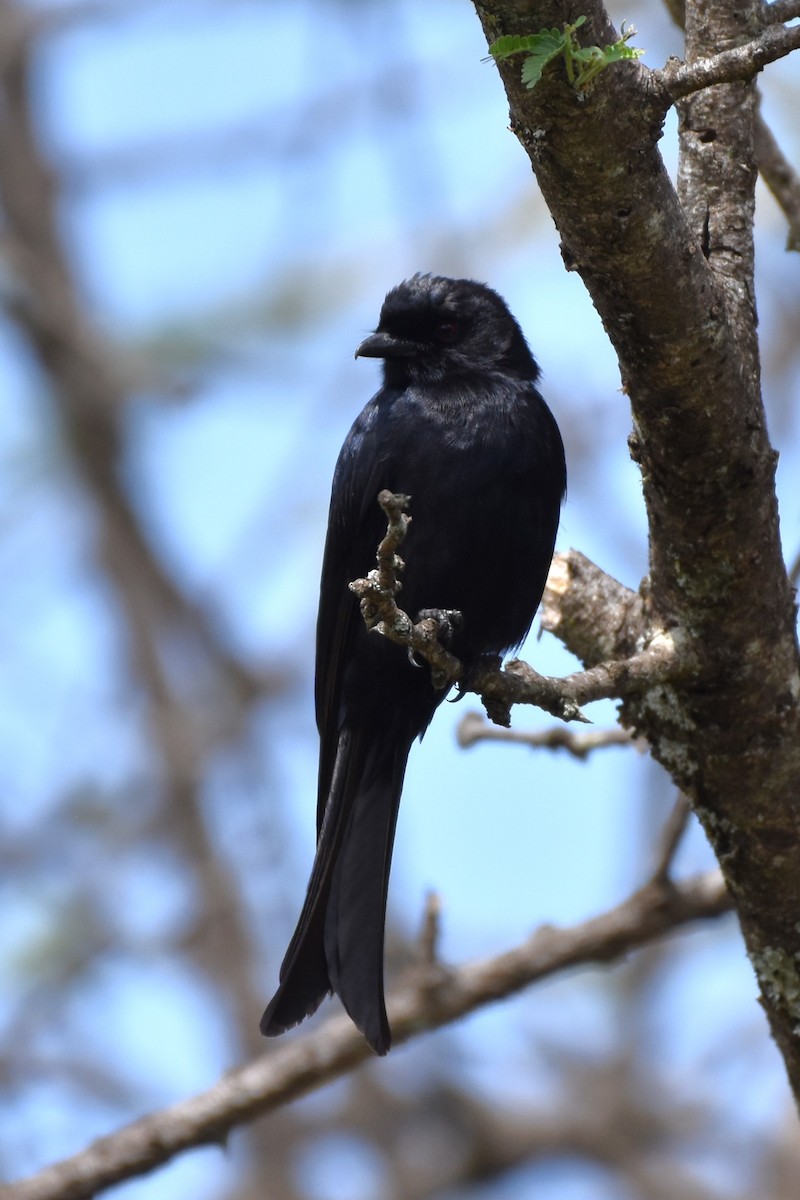 Fork-tailed Drongo - ML621097930