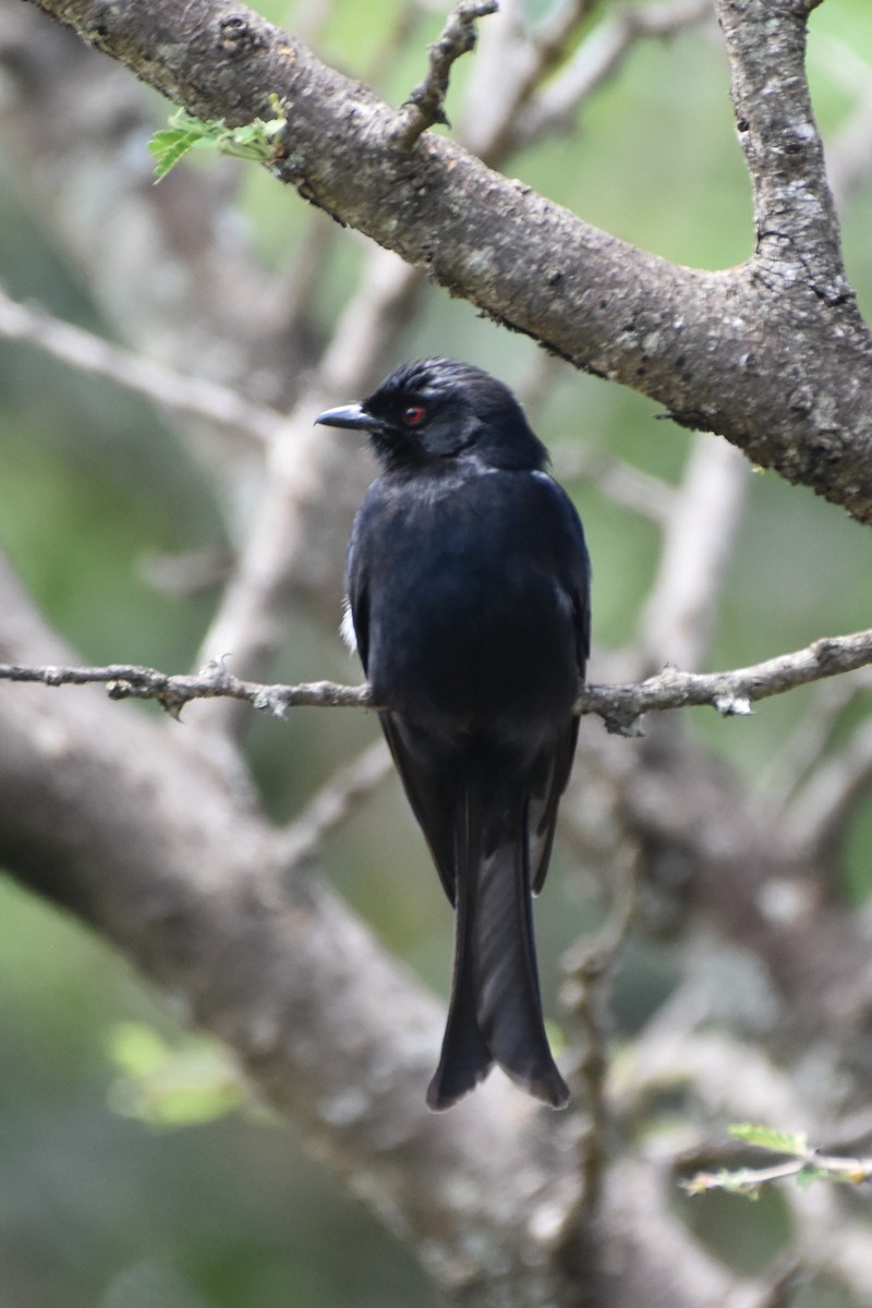 Fork-tailed Drongo - ML621097931