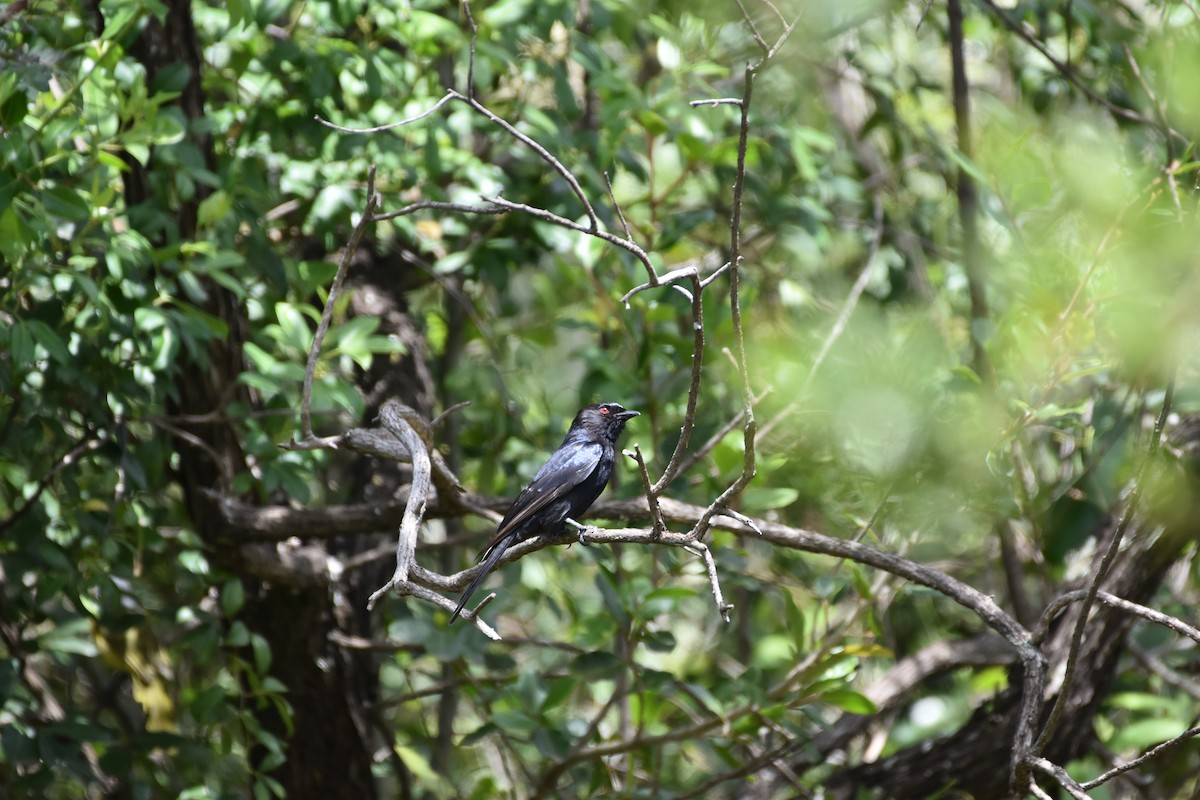 Fork-tailed Drongo - ML621097932