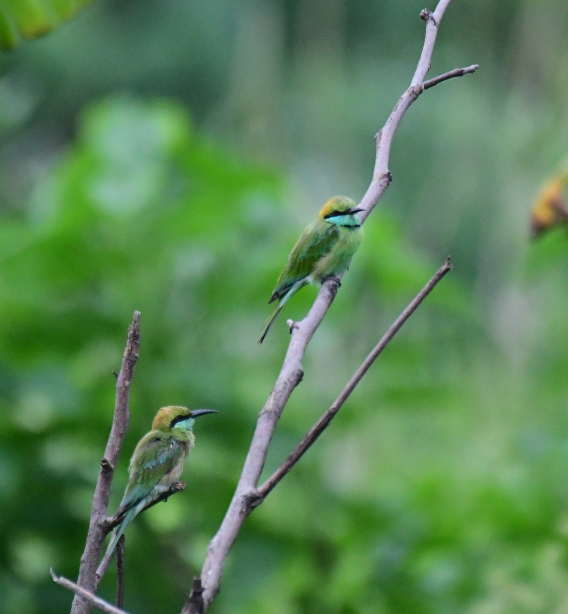 Asian Green Bee-eater - ML621097984