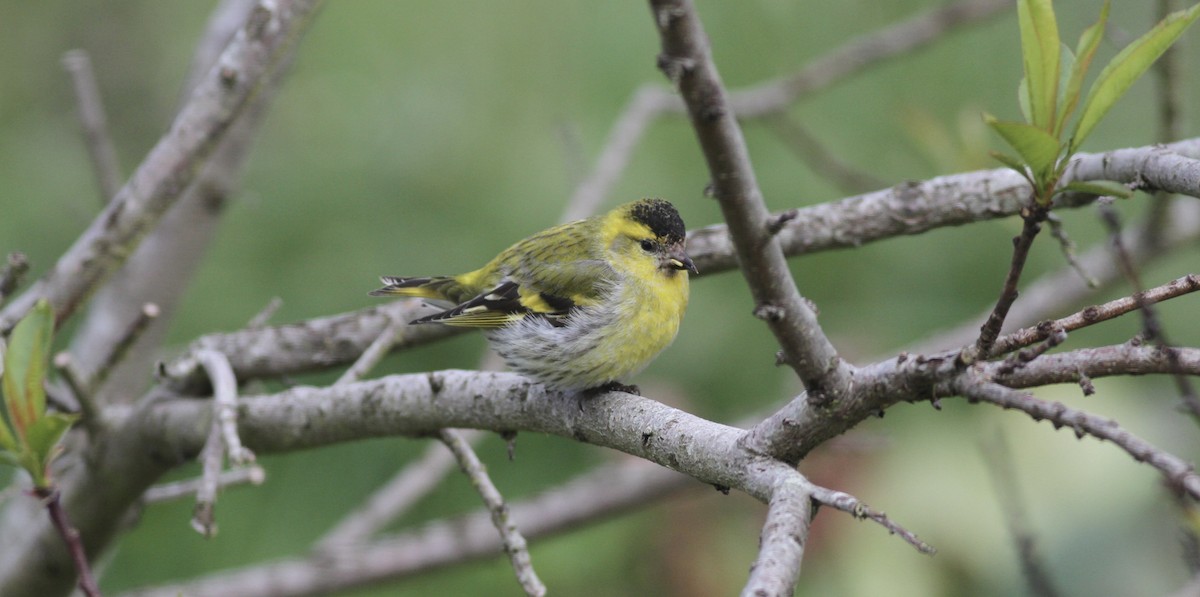 Eurasian Siskin - ML621097997