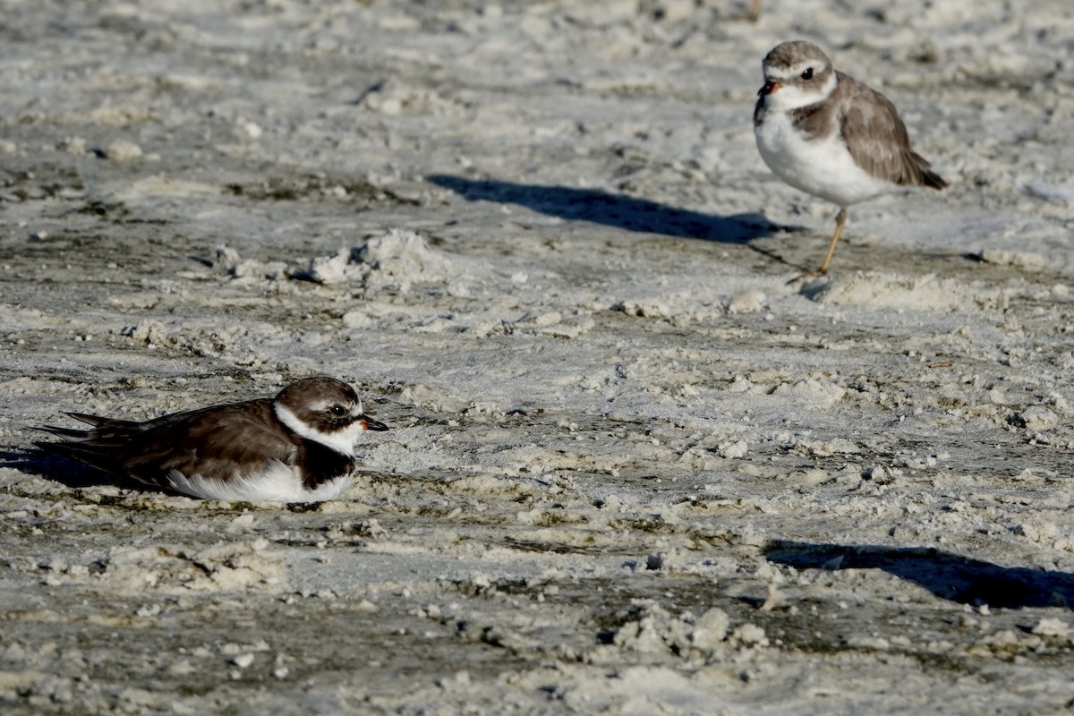 Semipalmated Plover - ML621098003