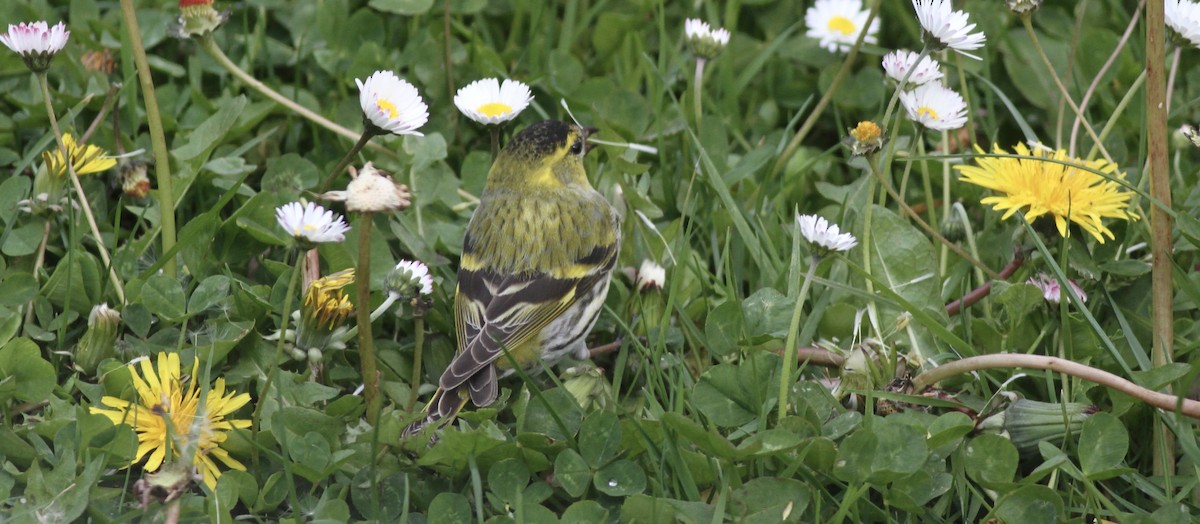 Eurasian Siskin - ML621098007