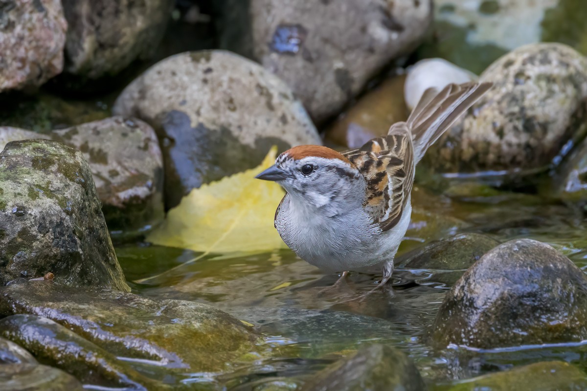 Chipping Sparrow - ML621098009