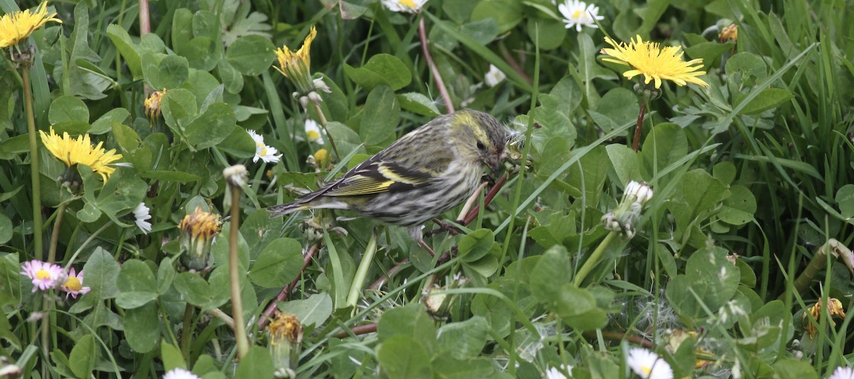 Eurasian Siskin - ML621098010