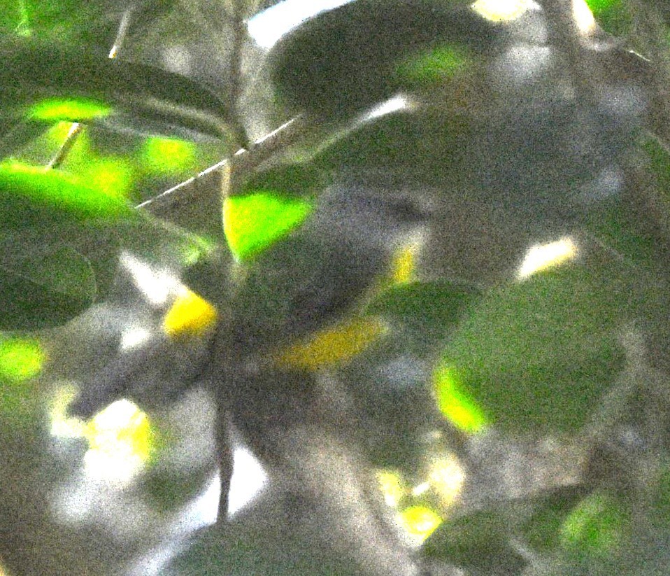 Eastern Yellow Robin - ML621098013