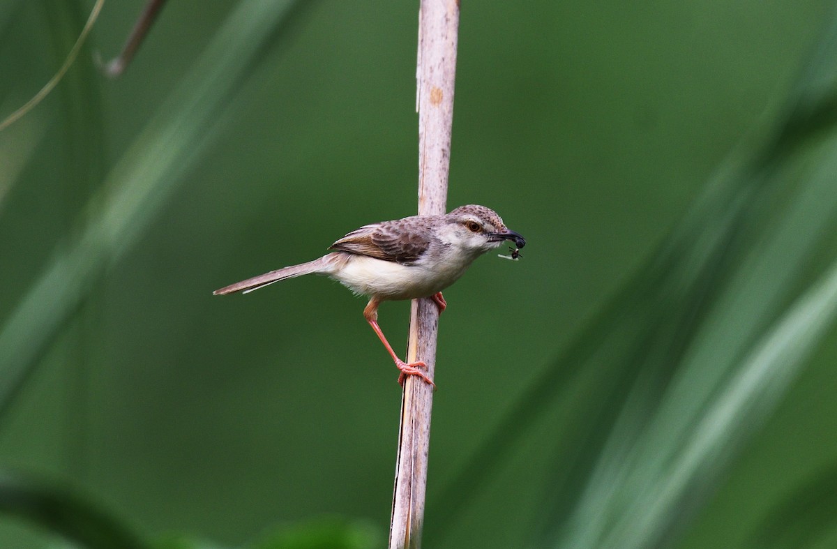 Plain Prinia - ML621098018