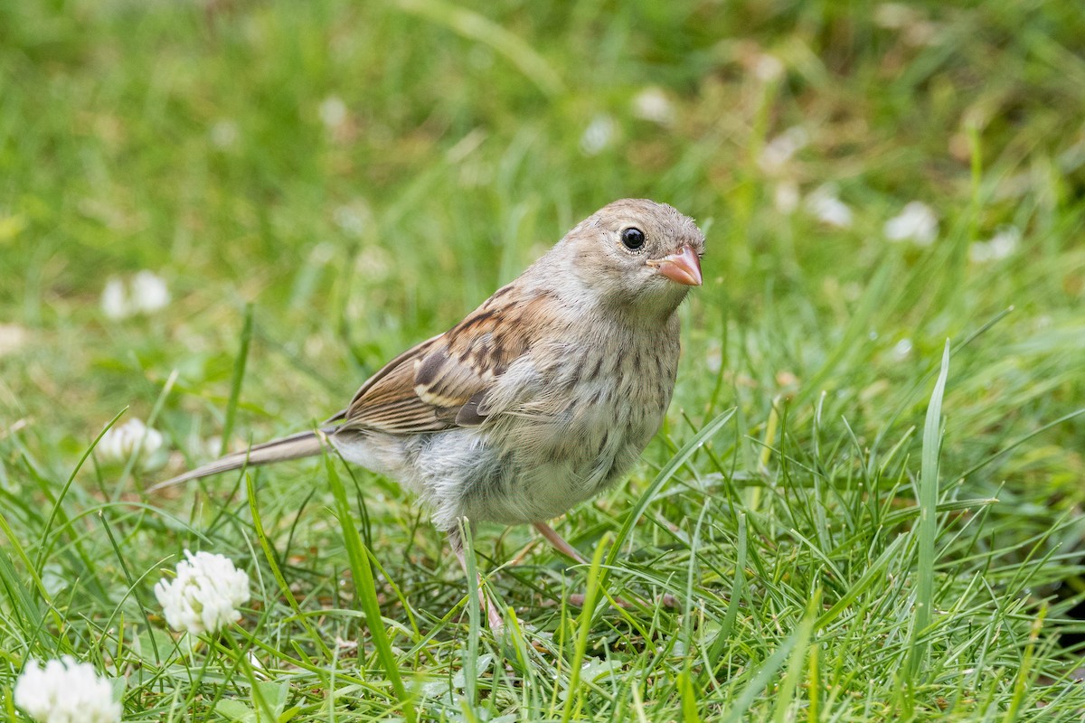 Field Sparrow - ML621098021