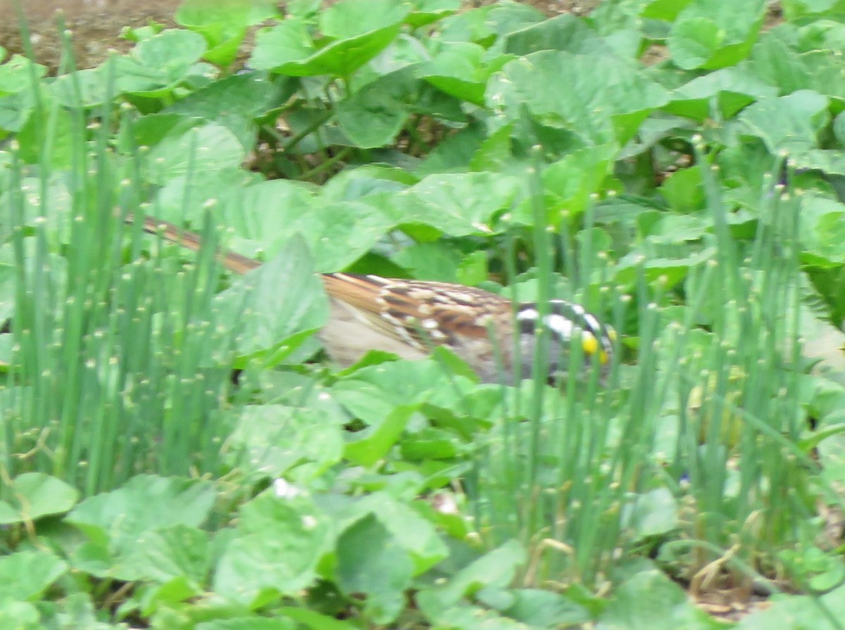 White-throated Sparrow - ML621098027