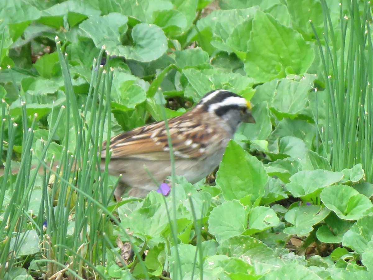 White-throated Sparrow - ML621098029