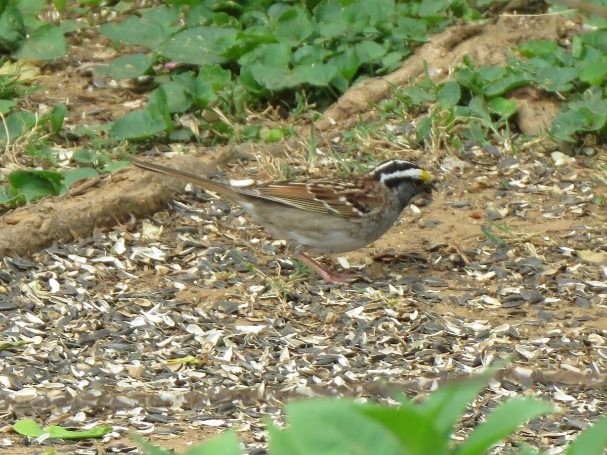 White-throated Sparrow - ML621098030