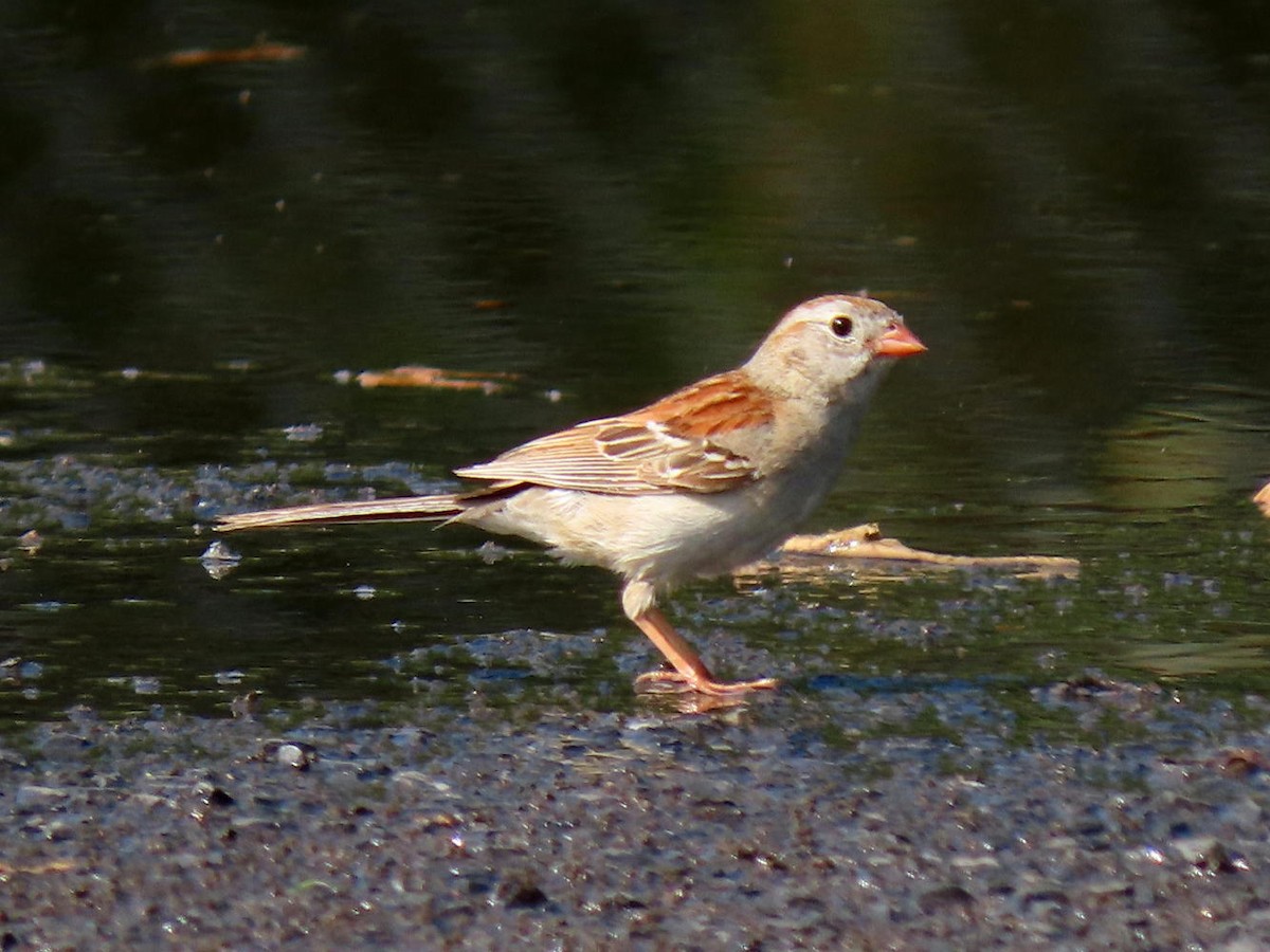 Field Sparrow - ML621098034