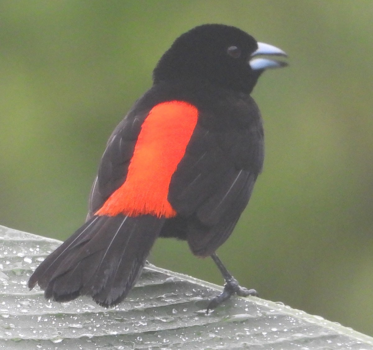 Scarlet-rumped Tanager - Eric R