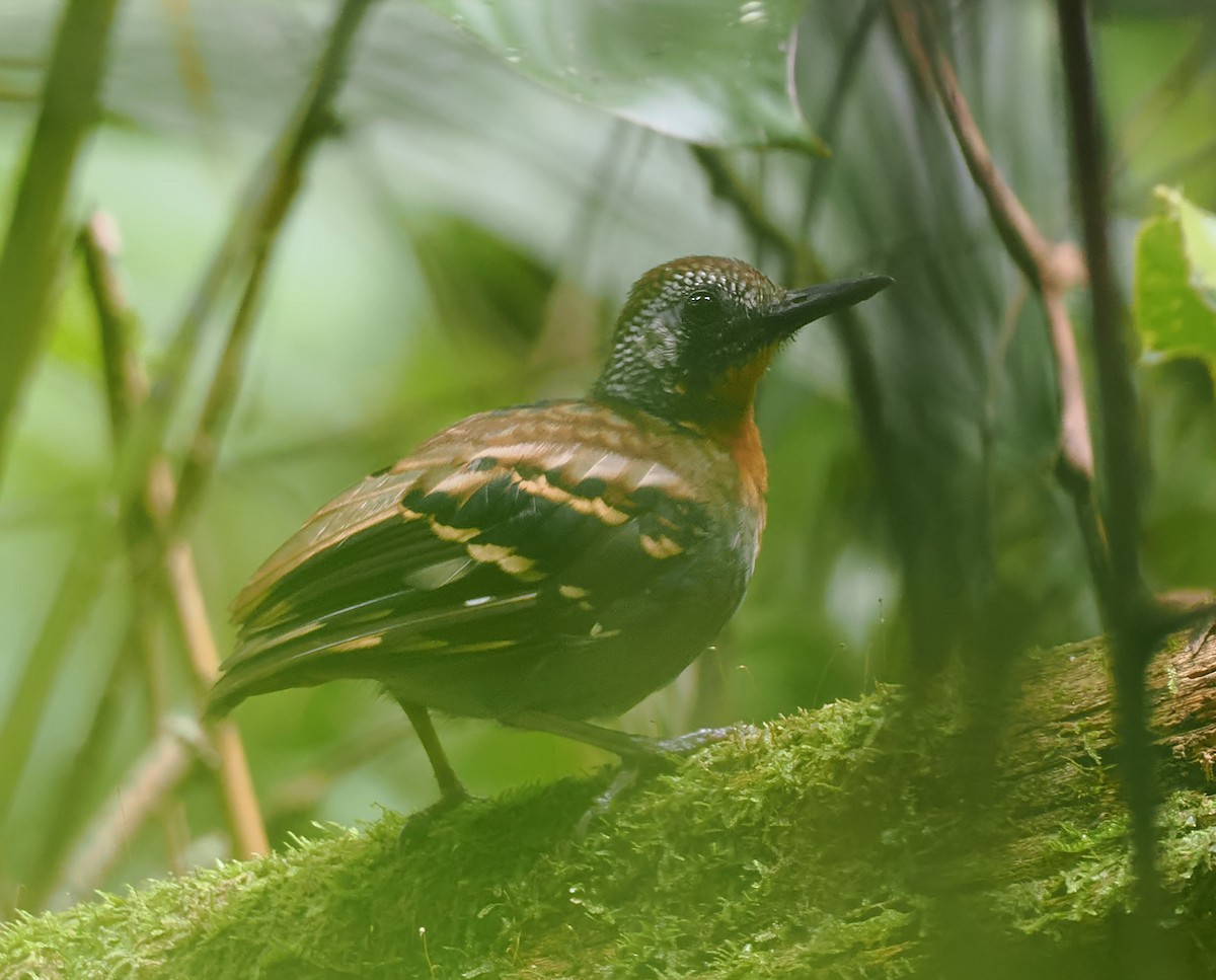 Wing-banded Antbird - ML621098062